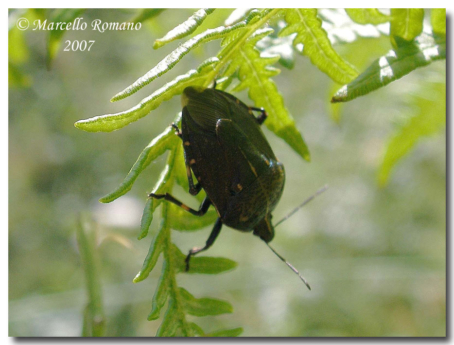 Una Jalla dumosa (Pentatomidae) dalle Madonie